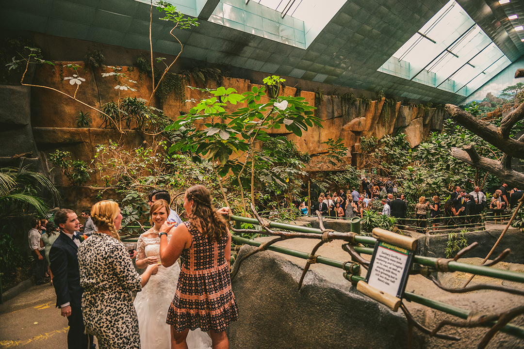 a bride and groom talking to their friends during cocktail hour at a Brookfield Zoo Wedding at the primate exhibit
