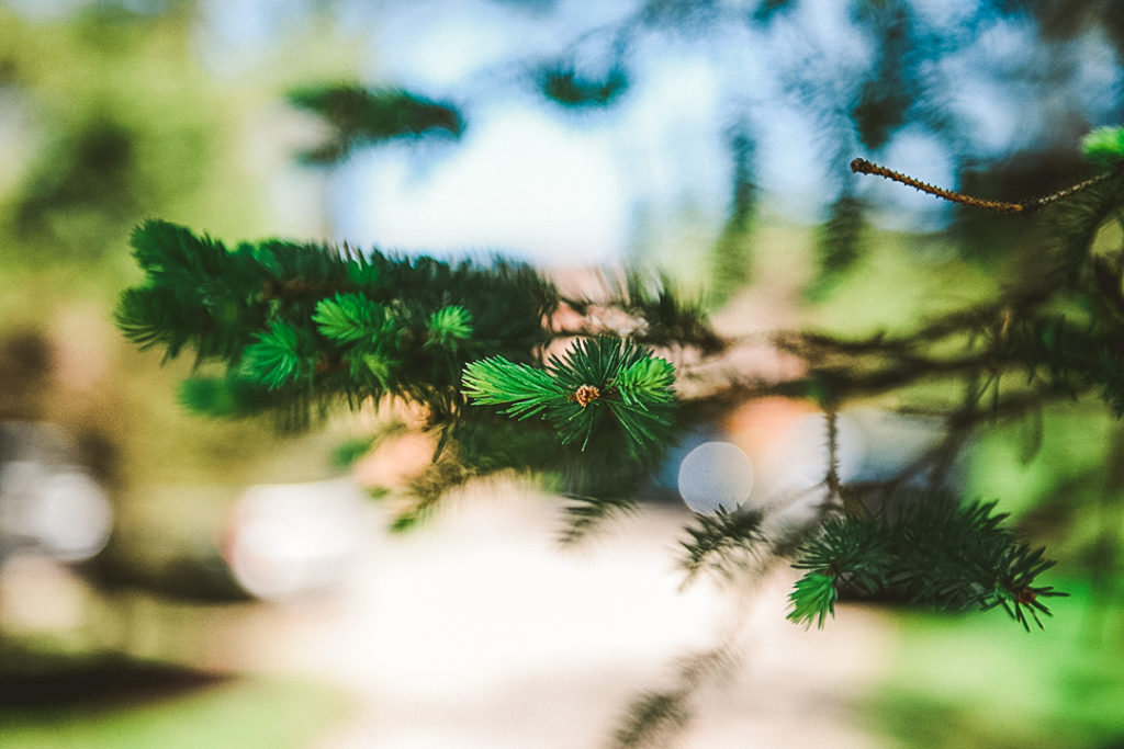 pine needles outside the house of the bride