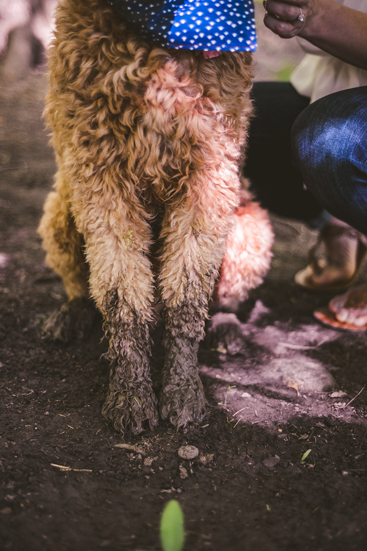 a dog with muddy paws after an engagement session in the woods