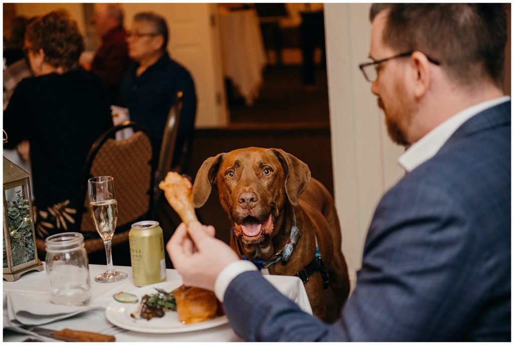 the grooms dog being fed a treat at a wedding reception at Epiphany Farms Restaurant in Bloomington Illinois