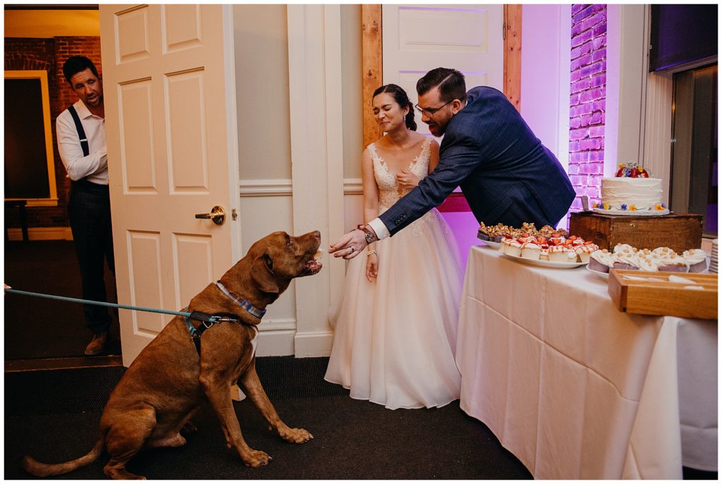 the groom feeding his dog a slice of cake at their reception at Epiphany Farms Restaurant in Bloomington Illinois