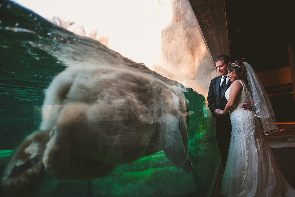 a bride and groom looking at polar bear as it swims by during their wedding day