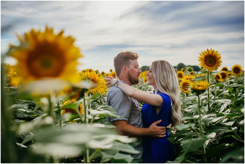 a engaged couple getting close together in a field of sunflowers during their sunflower field engagement