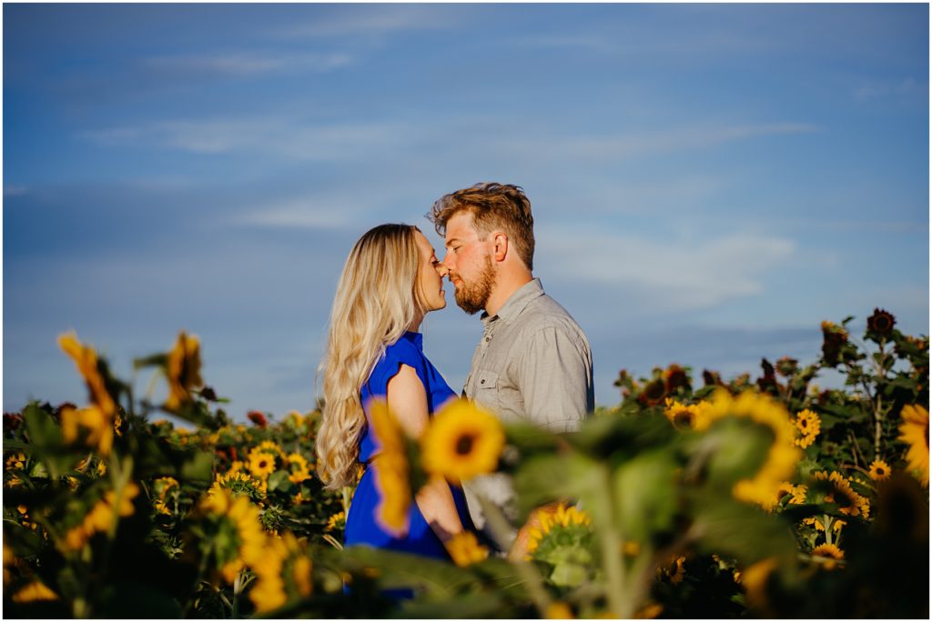 a man and a woman kissing in a beautiful field of sunflowers with a beautiful blue sky in the background during their sunflower field engagement